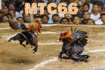 MTC66: Complete Guide to the Live Cockfighting & Online Betting
