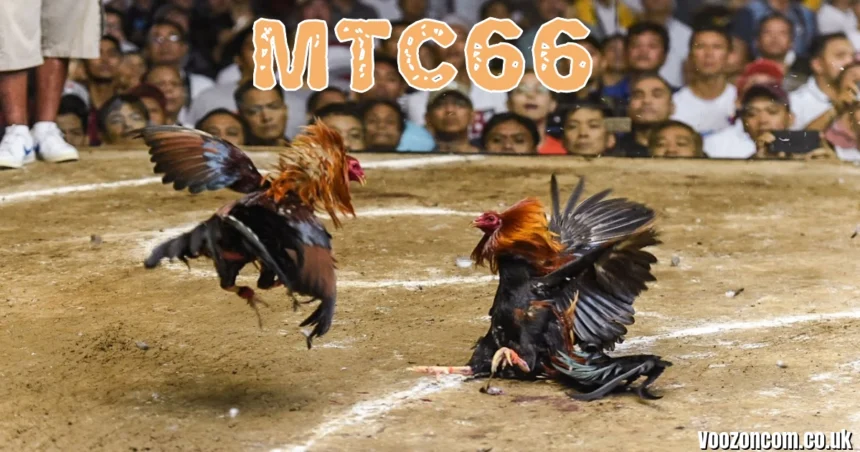 MTC66: Complete Guide to the Live Cockfighting & Online Betting