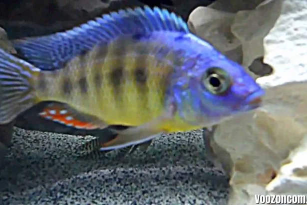 Hertae Cichlid: Care, Tank Setup, Price & Breeding of Protomelas sp