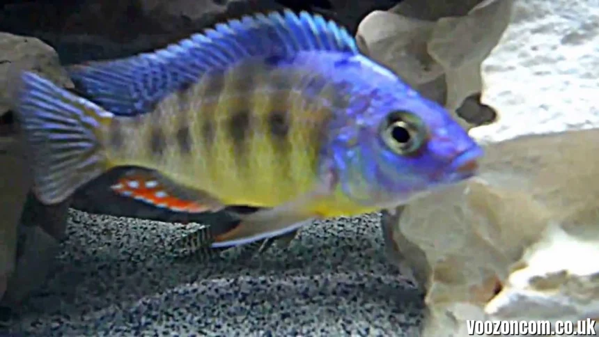 Hertae Cichlid: Care, Tank Setup, Price & Breeding of Protomelas sp