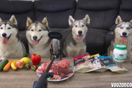 Husky Can: The Complete UK Siberian Husky Guide